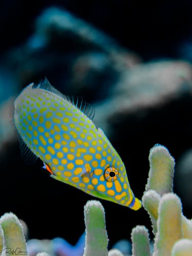 Red Sea Longnose Filefish