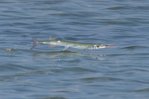 Red Sea Needlefish