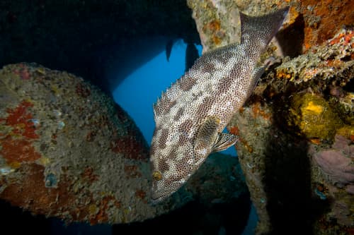 Red Sea Spotted Grouper
