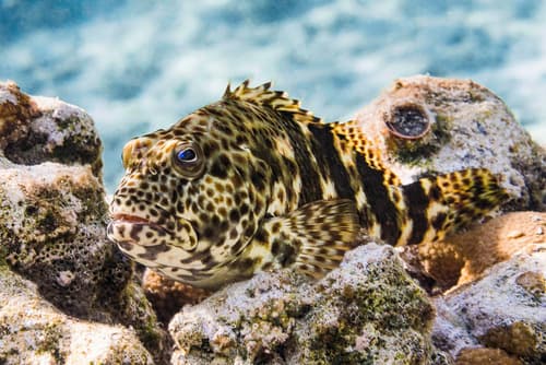 Red Sea Stocky Hawkfish