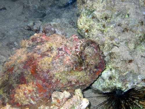 Red Sea Stonefish