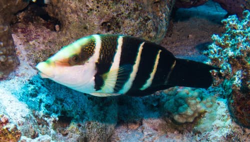 Red Sea Thicklip Wrasse
