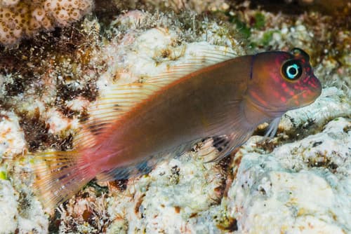 Red-speckled Blenny