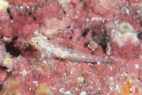 Red-speckled Dwarfgoby