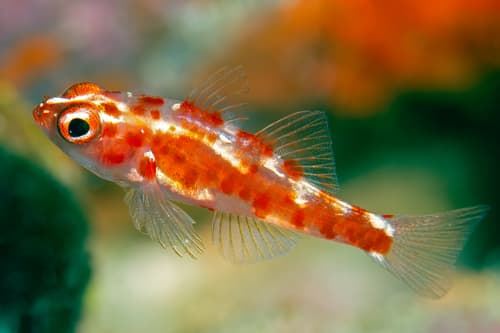 Red-spotted Dwarfgoby