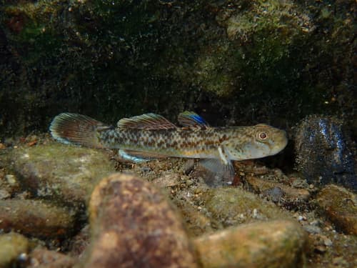 Red-spotted Goby