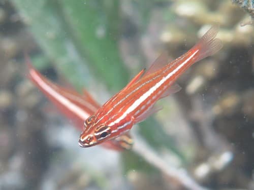 Red-striped Cardinalfish