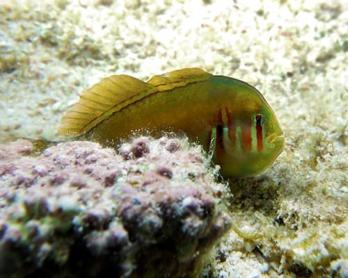 Red-striped Coralgoby