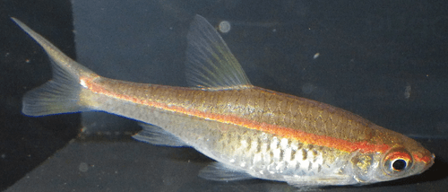 Red-striped Rasbora