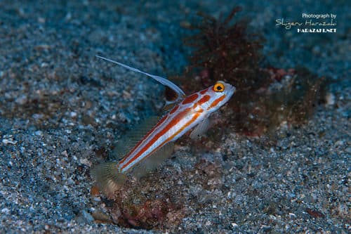 Red-striped Shrimpgoby