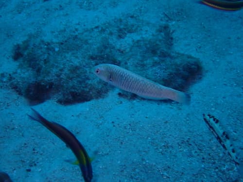 Red-striped Wrasse