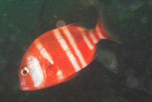 Red Stumpnose