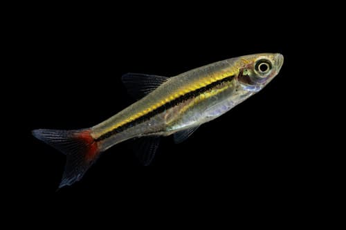 Red-tailed Rasbora
