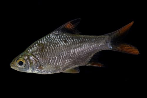 Red-tailed Tinfoil Barb