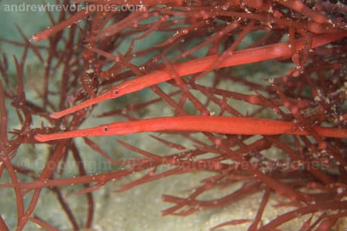 Red Wide-bodied Pipefish