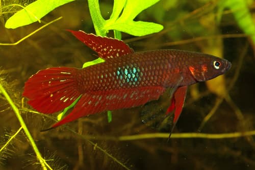 Red Wine Betta