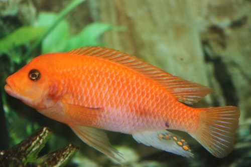 Red Zebra Cichlid