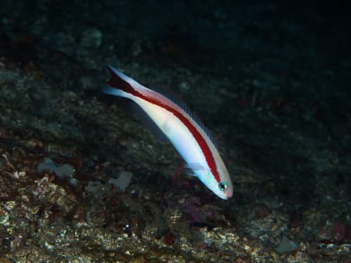 Redback Sand Tilefish