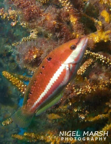 Redband Wrasse