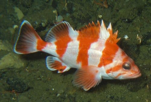 Redbanded Rockfish
