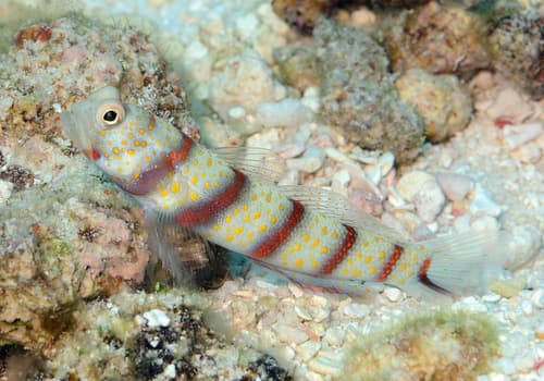 Redbanded Shrimpgoby