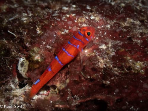 Redbarred Atomgoby