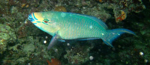 Redbarred Parrotfish