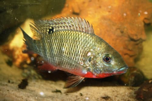 Redbreast Tilapia