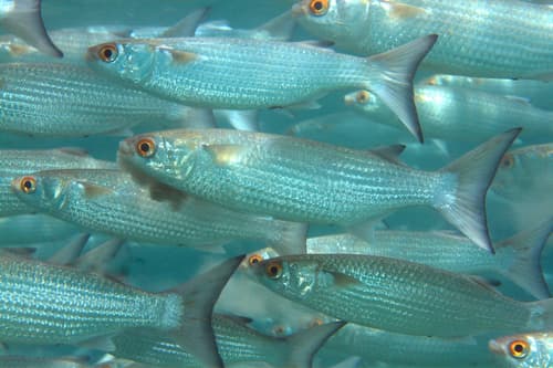 Redeye Mullet