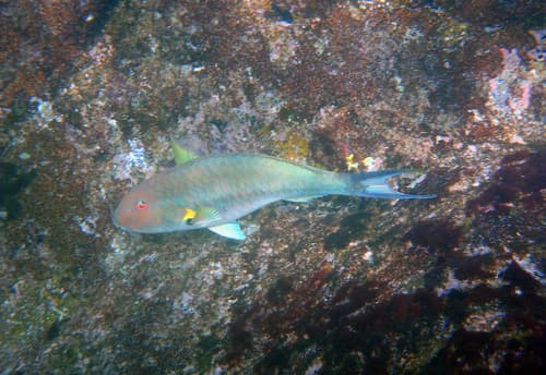 Redeye Parrotfish