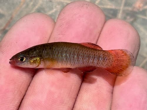 Redface Topminnow