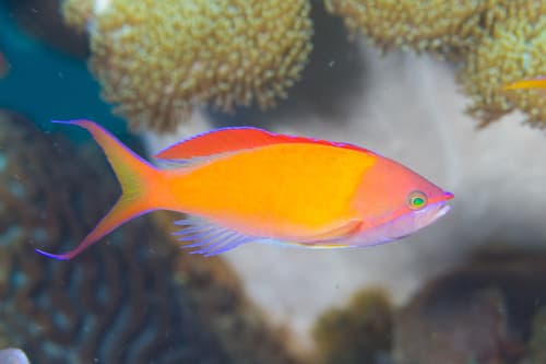 Redfin Anthias
