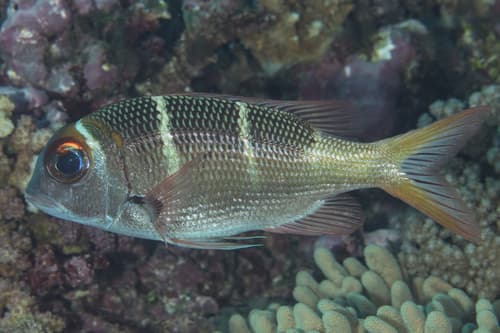 Redfin Bream