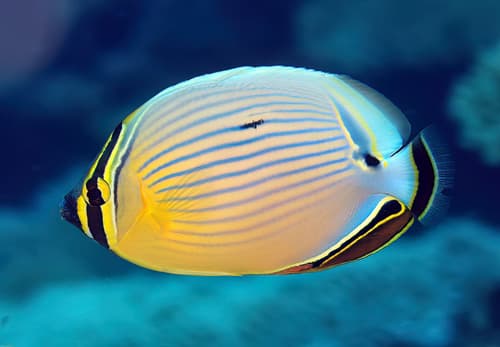 Redfin Butterflyfish