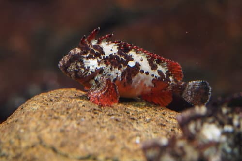 Redfin Velvetfish