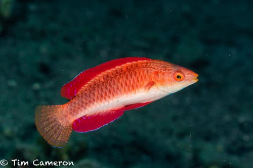 Redfin Wrasse