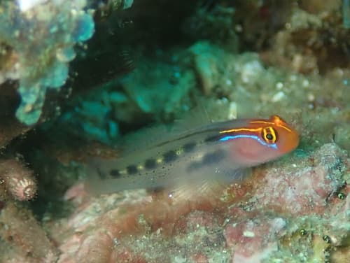 Redhead Goby