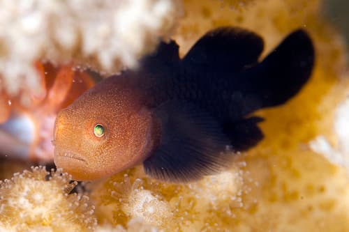 Redhead Pocillopora Goby
