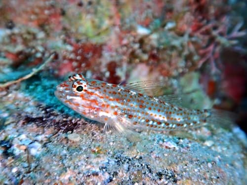 Redlight Goby