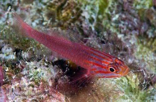 Redlined Pygmygoby