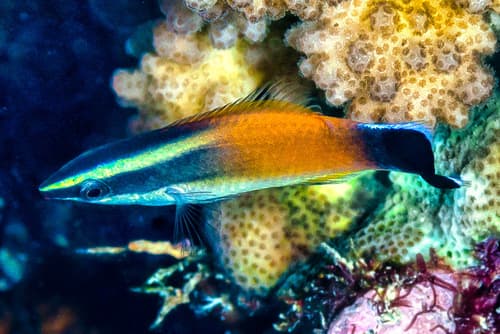 Redlip Cleaner Wrasse