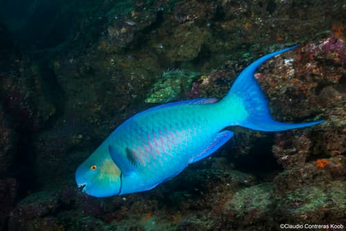 Redlip Parrotfish