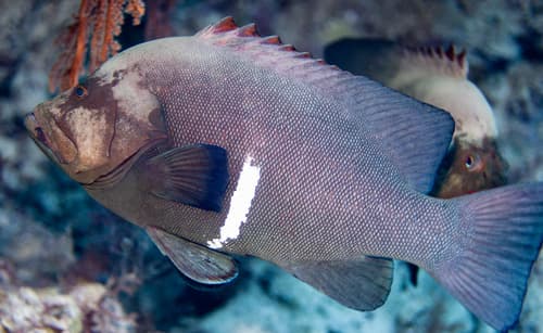 Redmouth Grouper