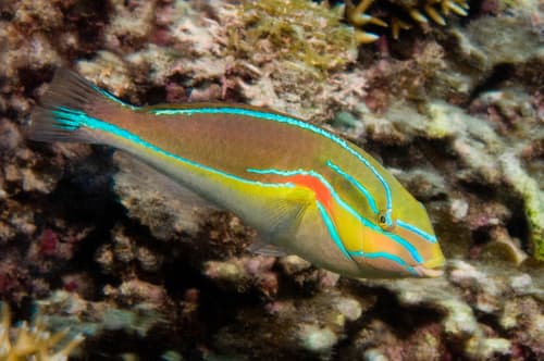 Redshoulder Wrasse
