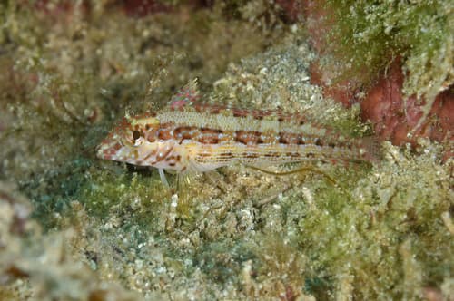 Redside Blenny