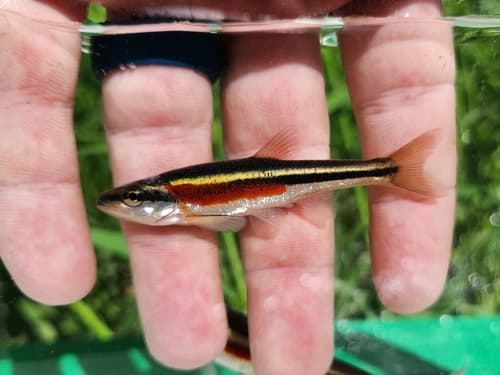 Redside Dace