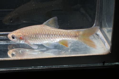 Redspot Barb