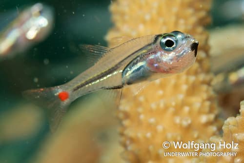 Redspot Cardinalfish