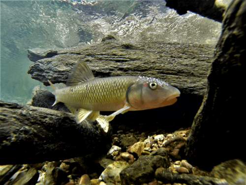 Redspot Chub
