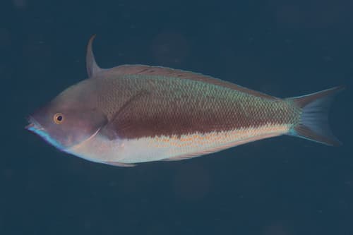 Redspot Wrasse